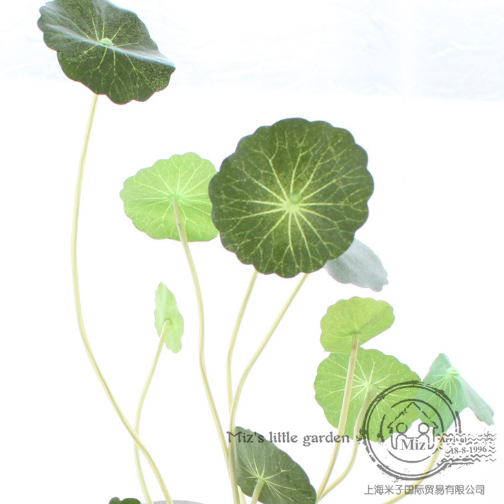【仿真铜钱草】 最新排行榜