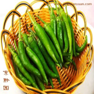  【京黔园】绿色食品新鲜蔬菜 辣椒 杭椒 北京同城配送