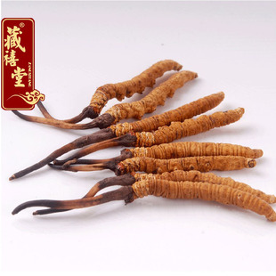  3.5根/克冬虫夏草 西藏那曲正品 藏禧堂冬虫夏草假一罚万送人必备