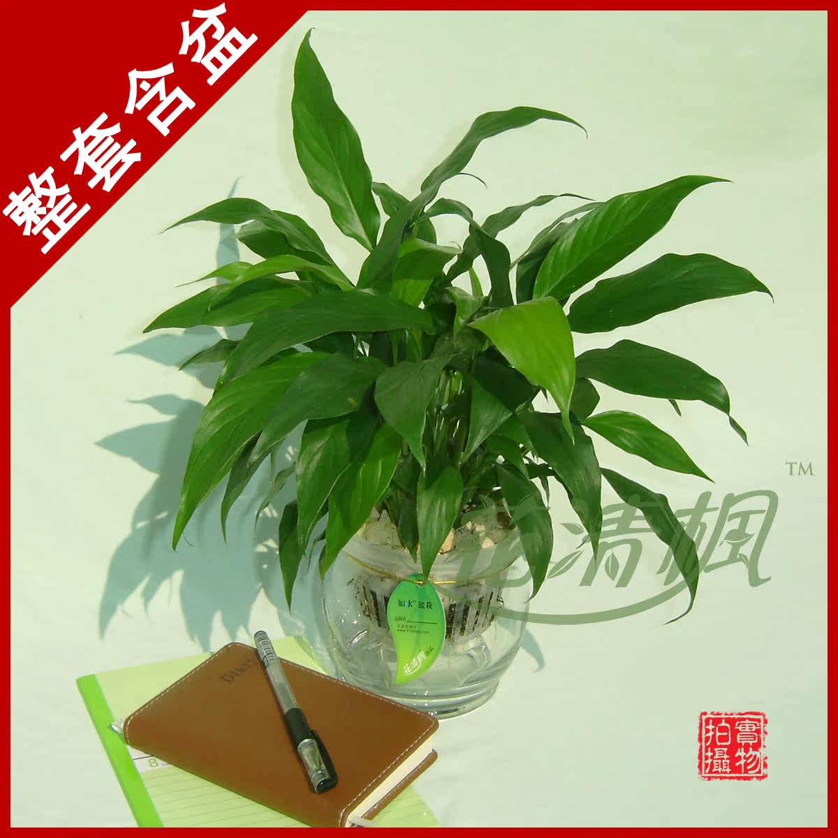 【如水盆栽 净化空气】迷你白掌|白鹤芋|摆桌面，超养眼|全国配送