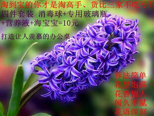 水培风信子种球盆栽 实惠4件套装 玻璃瓶子 消毒好的标准球