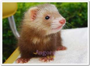 安哥鲁 安格鲁 玛雪儿 雪貂 宠物貂 棕色宝宝 天