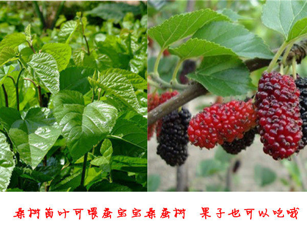桑树苗叶可喂蚕宝宝桑蚕树 桑叶可养蚕喂龟 可盆栽 果子也可以吃