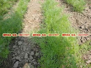  自产有机肥种植无农药新鲜蔬菜茴香饺子馅缘须菜