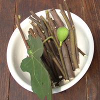 新鲜无花果枝- 痔疮 湿疹 肛裂 插扦新鲜无花果