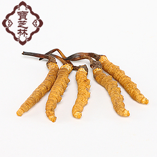  宝芝林 冬虫夏草 1.5条/g