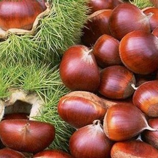 太行山板栗 新鲜 生板栗 1000米山区生长 无污