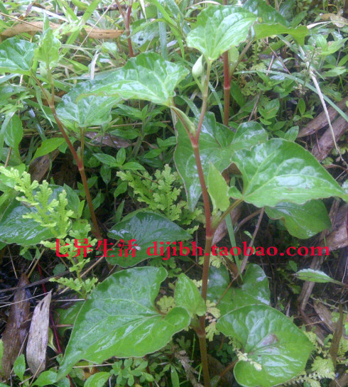 野生鱼腥草苗 折耳根 蕺菜苗 盆栽药用|msdalam kategori penghantaran bunga/bunga simulasi/tumbuhan berkebun, bunga/Tumbuh-tumbuhan tumbuh-tumbuhan pasu (baru), tumbuh-tumbuhan hijau - dari Buy2taobao.com untuk memberikan perkhidmatan ejen Taobao profesional membeli