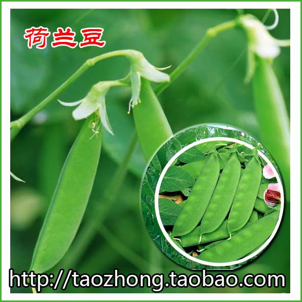 蔬菜种子 阳台庭院中的&ldquo;豆中之王&rdquo; 荷兰豆种子 菜中之肉 约30粒