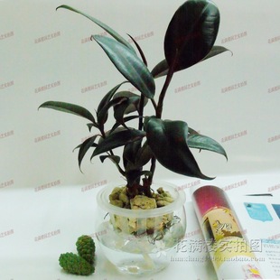 室内桌面植物 水培橡皮树 黑金刚 吸甲醛 净化空