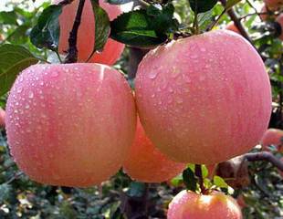  vfruit品质保证新鲜水果 精选山东一级红富士苹果5个装