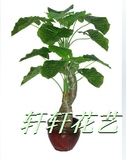 芋树滴水观音 高度仿真树 假树 大型仿真植物 联华超市实体店特价