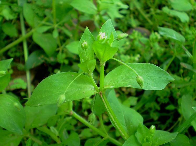 祛痘礼物_鲜草礼物_正宗野生繁缕草繁缕茶减