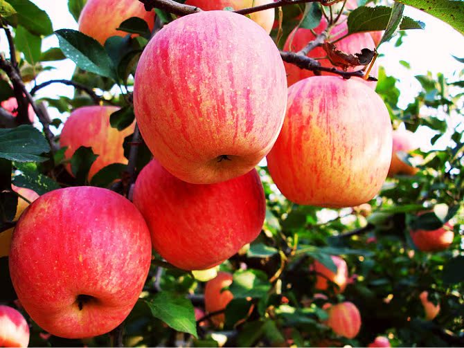 红富士苹果 包邮 新鲜水果 农家地自产 徐州特产