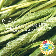 2011 国产优质 提摩西 提摩西草/提木西草 500克！兔草牧草