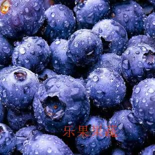  郑州新鲜水果 新鲜进口蓝莓超甜美莓 超高花青素护眼佳品 4盒包邮