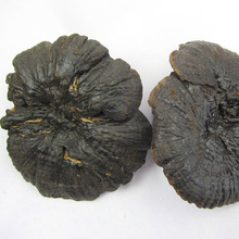 然生云南野生紫灵芝 黑灵芝 野生灵芝 天然的免疫调节剂!