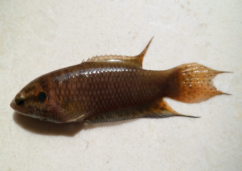 中国斗鱼 新会黑叉 亚成鱼 4-5CM 买五送一|一