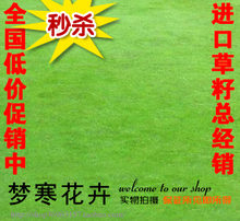 秒杀 四季青草籽★不需要修剪 矮生细弱型剪股颖草坪种子30元/斤