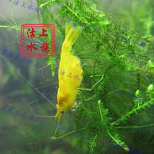 『沽上水族』观赏虾 黄金米虾 可批发 (带金背基因)