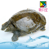 全国顺丰包邮 中国驰名商标明凤中华鳖/甲鱼 全过程野长四年滋补