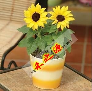 矮向日葵种子 国外引进品种 适合盆栽 可四季播种 株高仅有40cm