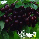 樱桃苗 樱桃树苗 嫁接进口 黑樱桃树苗当年结果 可盆栽果树苗木