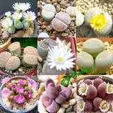 特价枝干番杏生石花种子苗石生花植物石头花植物 多肉植物 盆栽