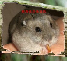 【超可爱三线仓鼠宝宝、小崽。仓鼠】DD/MM【快递包活】