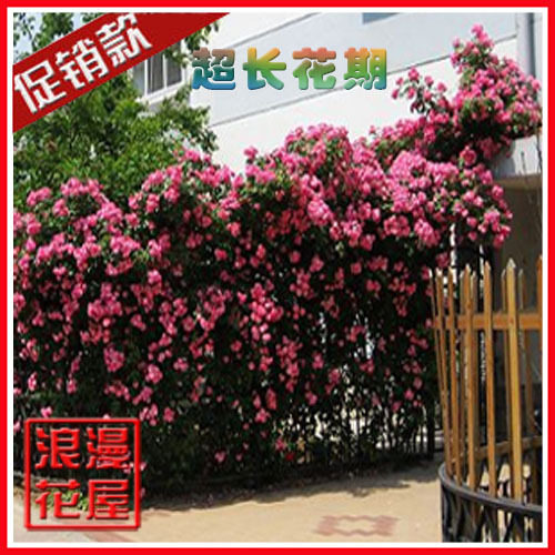 超长花期/四季开花藤本月季/安吉拉/一年花期长达九个月/易管理