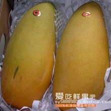 新鲜汇 台湾特产进口  金煌芒果 肉厚核小 10斤新鲜水果包邮