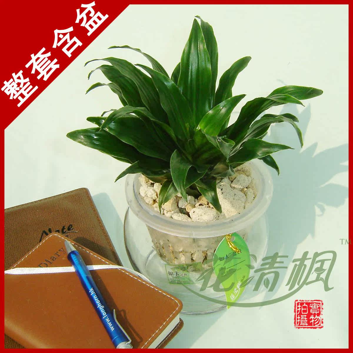 【花清枫】太阳神 办公室植物盆栽花卉 桌面水养植物 防辐射