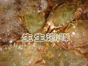  舟山特产海鲜/野生鲜活海鲜 水产品 海蟹活的 很小大石蟹 30元一