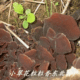 东北特产来自伊春林区深山老林的野生木耳