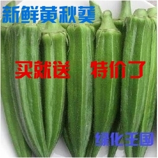  出售 绿色有机新鲜蔬菜 补肾菜 黄秋葵鲜果 保健蔬菜 (6月发货)