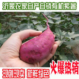2012年 全新鲜紫薯 生紫薯 紫地瓜 山芋 有机紫薯 快递6元不限重