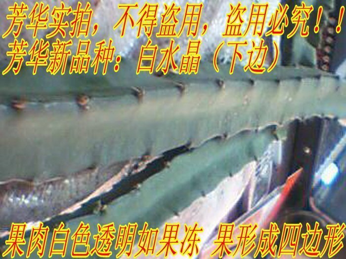 滋补\/生鲜\/速食\/订餐新鲜蔬菜\/水果\/水产\/生肉南