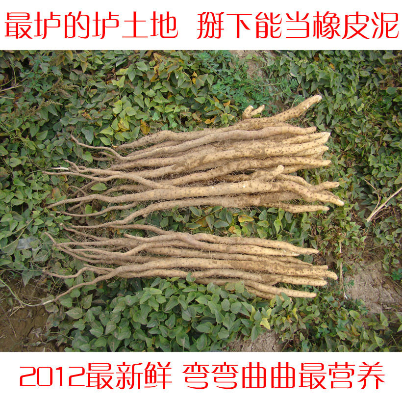 焦作云台山特产 温县 垆土地 新鲜 铁棍山药 顶级至尊版 10斤包邮