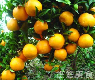  特价！温州特产  大瓯柑 新鲜绿色有机水果 自家种植无药水瓯柑