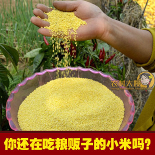  小米 俺村里的小黄米 PK四月芳菲山西沁州黄 五谷杂粮新月子米