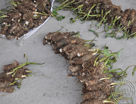 新鲜芋头种子特级大香芋种槟榔芋种子芋苗广东