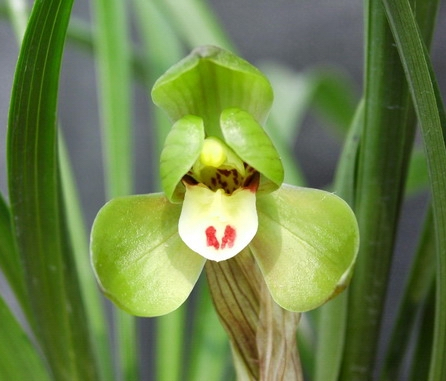 心语兰园 春兰荷瓣 环球荷鼎200元\/苗 兰花苗|一