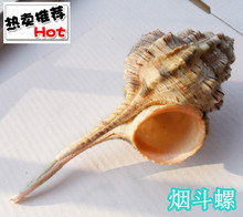 天然贝壳海螺 地中海 海洋风格 时尚家居装饰 烟斗螺