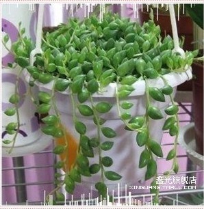新居装修适宜 净化空气【珍珠吊兰】防辐射.阳台卧室绿化 新居装修适宜 净化空气【珍珠吊兰】防辐射.阳台卧室绿化