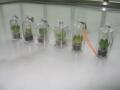 迷你植物/天使花房/妈妈果园/菜园/商务礼品/校园礼品/植物钥匙扣