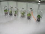 迷你植物/天使花房/妈妈果园/菜园/商务礼品/校园礼品/植物钥匙扣
