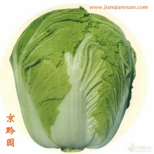 【京黔园】绿色食品优质蔬菜 大白菜 北京买菜当天送到家