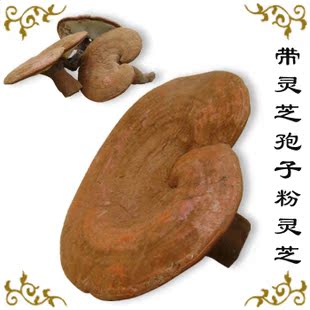  长白山半野生灵芝 带灵芝孢子粉有柄赤灵芝 35元/500克 全国包邮