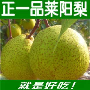  年货礼品/山东特产新鲜水果烟台苹果红富士苹果/正宗莱阳梨 11斤