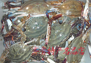  黄海母飞蟹 海蟹产地 梭子蟹 海鲜螃蟹 当日海捕 带黄上市